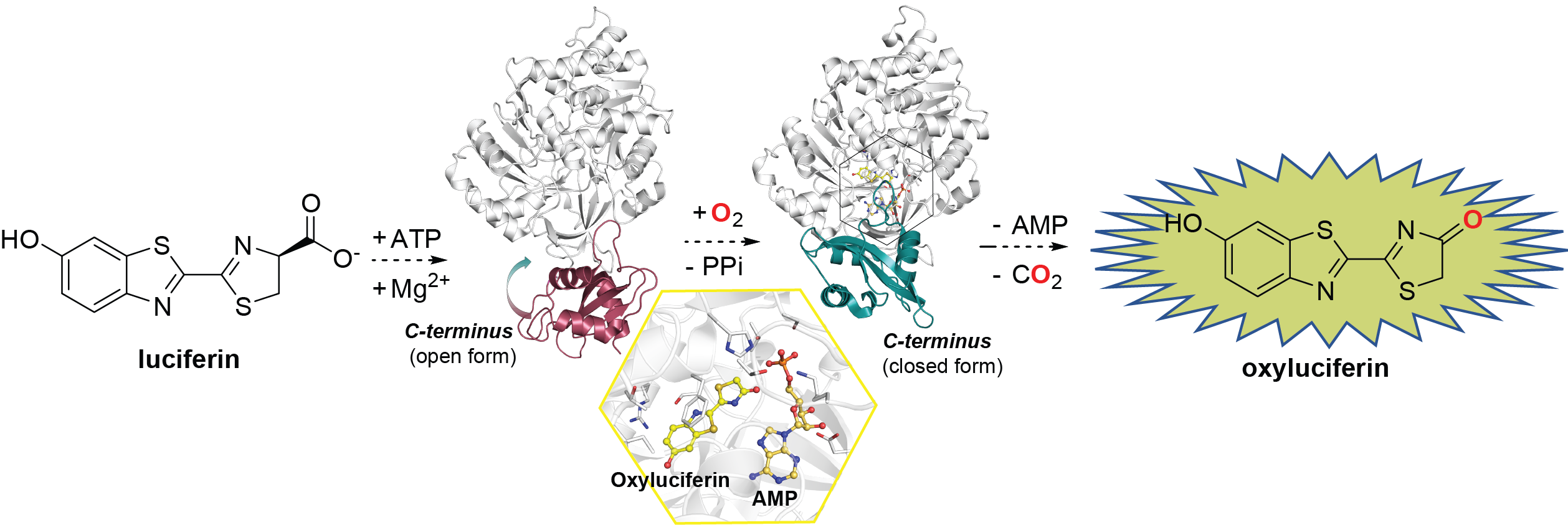 fluc mechanism